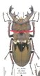 出典：Stag Beetles of ChinaII