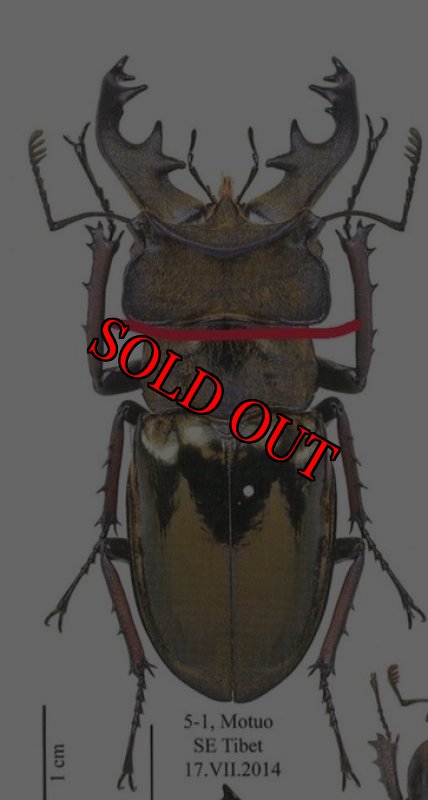 出典：Stag Beetles of ChinaII