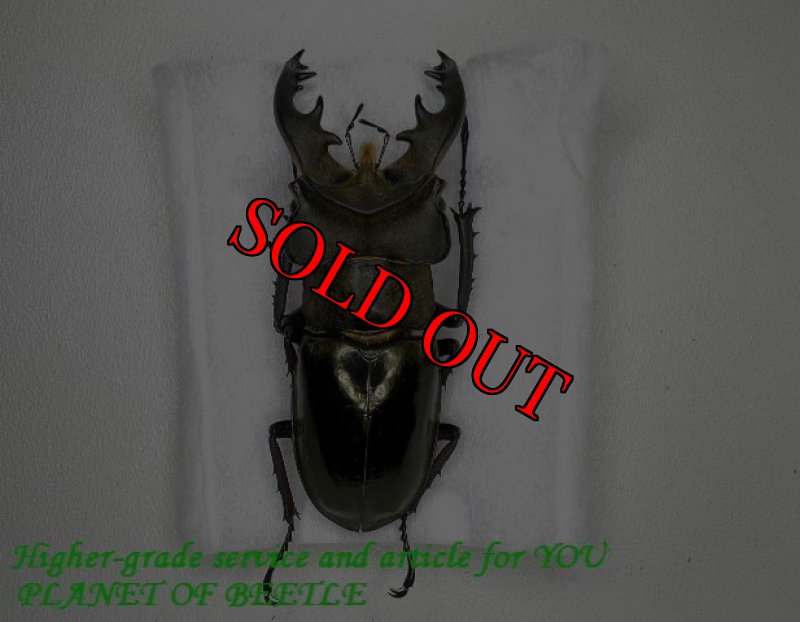 参考のメトク産♂57mm