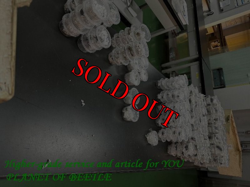 11月2日検疫検査の画像です。