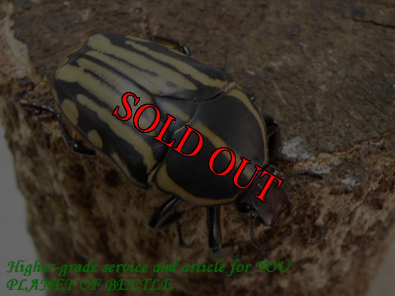 お届けする♀実物です。