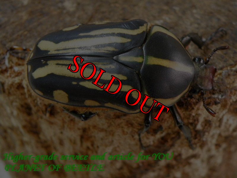 お届けする♀実物です。