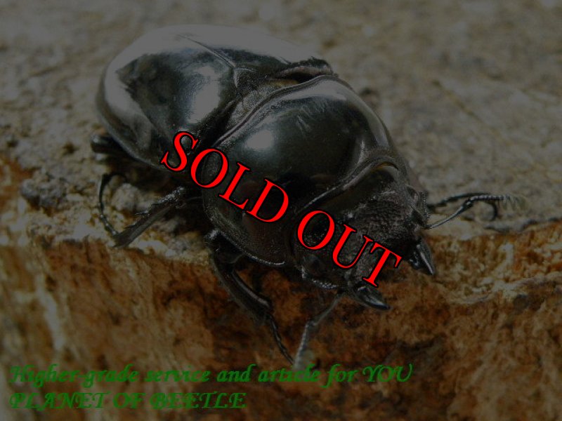 お届けする♀実物です。