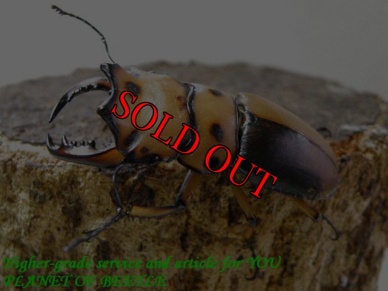 お届けする♂実物です。