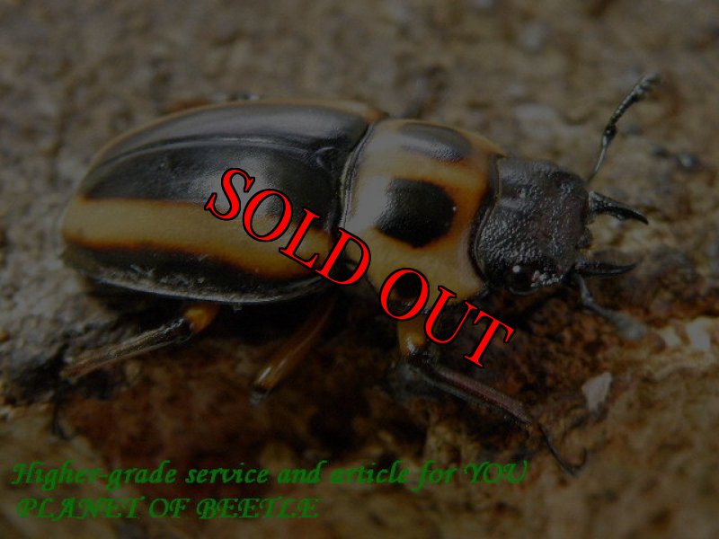 お届けする♀実物です。