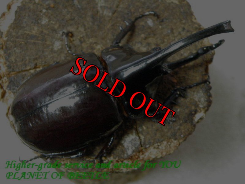 お届けする♂実物です。