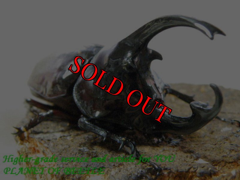 お届けする♂実物です。