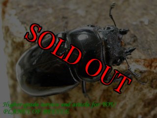 5/22レギウスオオツヤ - PLANET OF BEETLE