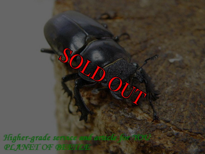 お届けする♀実物です。