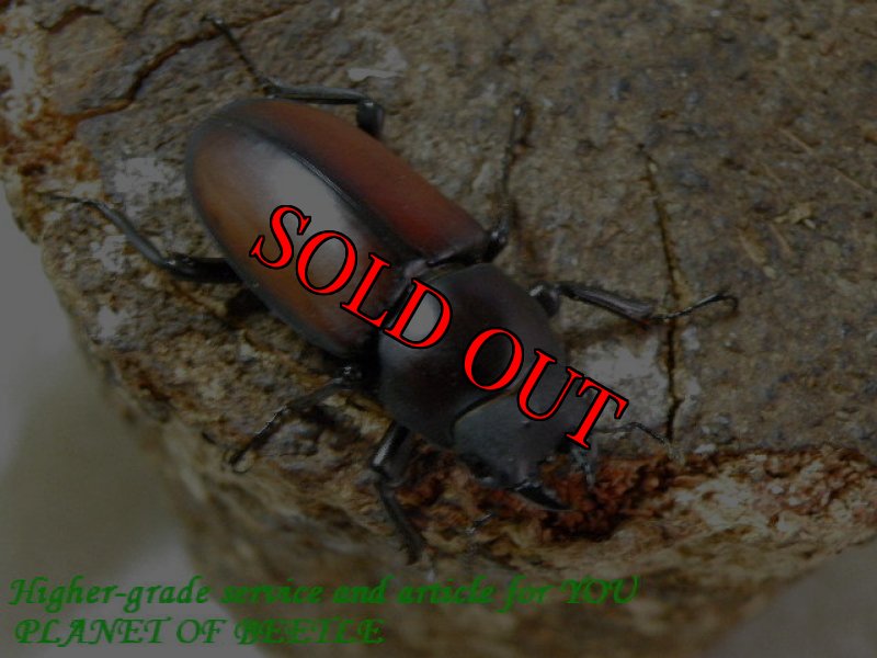 お届けする♀実物です。