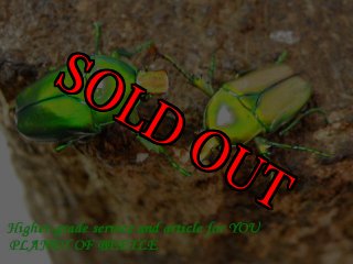 5/22:美麗カナブン館 - PLANET OF BEETLE