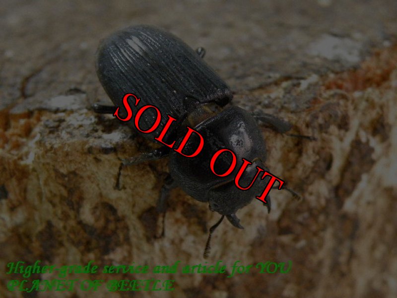 お届けする♀実物です。