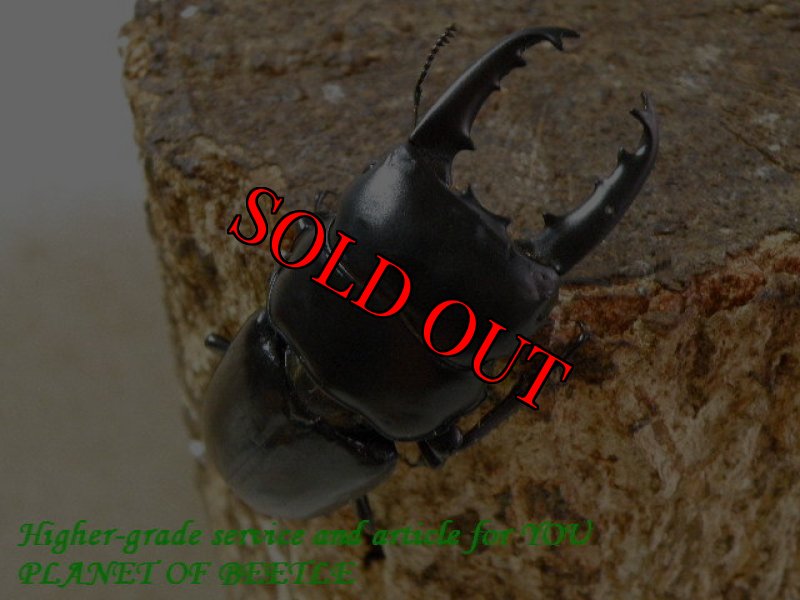 お届けする♂実物です。