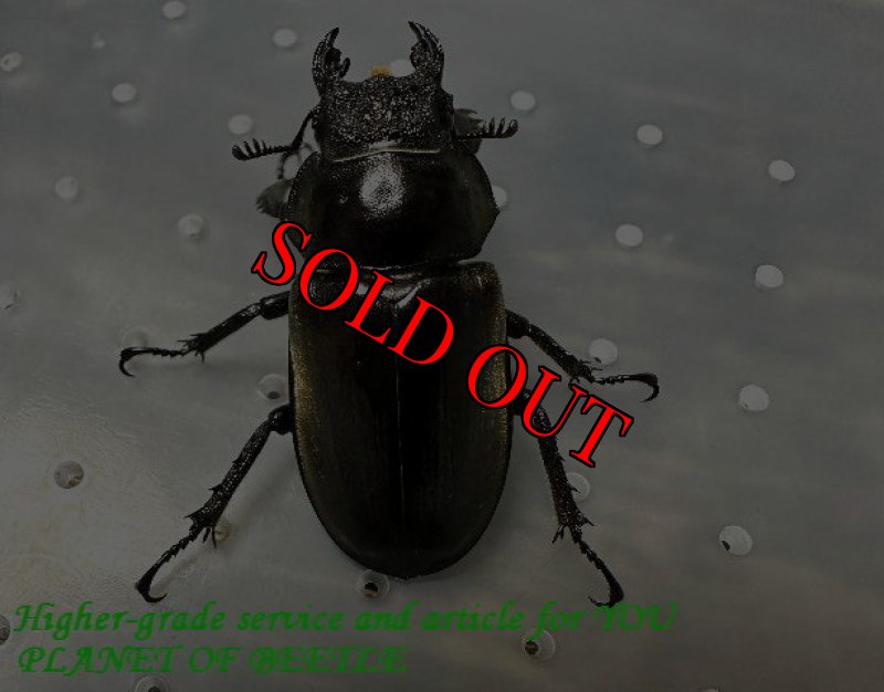 お届けする♀実物です。