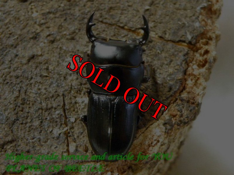 お届けする♂実物です。