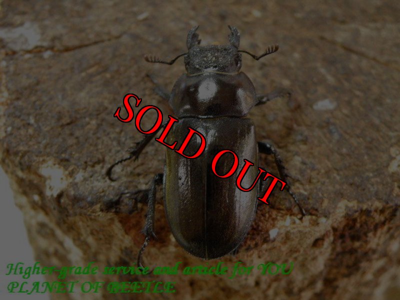 お届けする♀実物です。