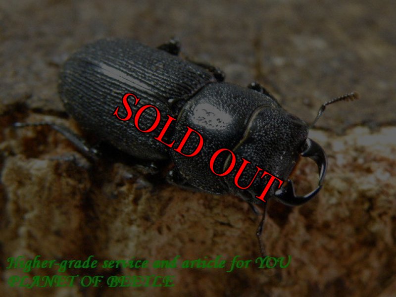 お届けする♂22mm実物です。