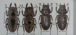 出典：stag beetles of china II