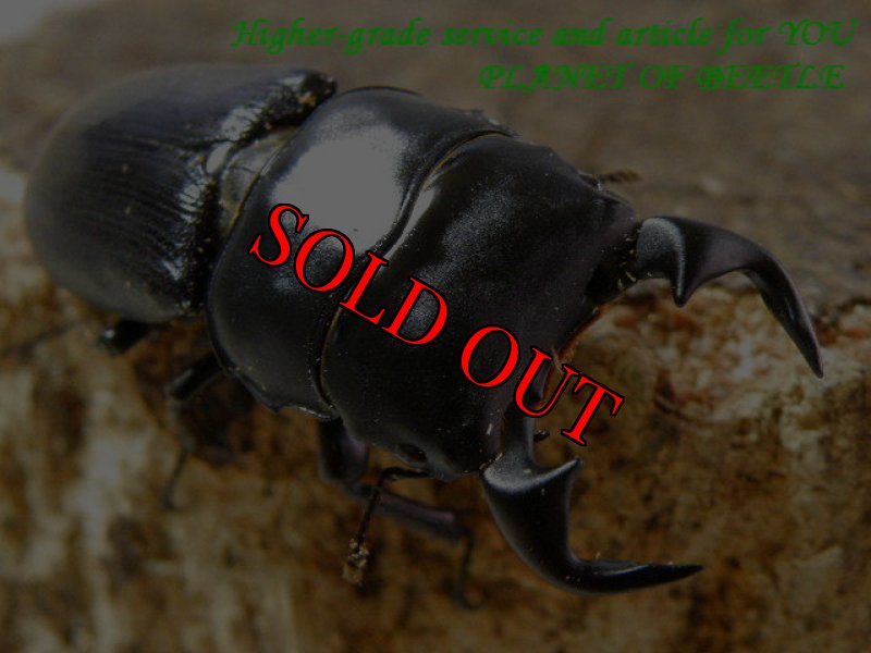 お届けする♂40mm実物です。