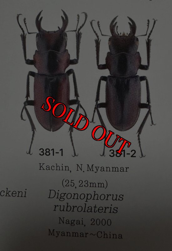 出典：LUCANIDAE OF THE WORLD