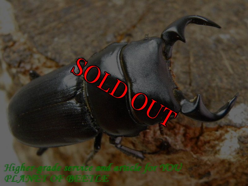 お届けする♂41mm実物です。