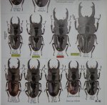 出典：stag beetles of chinaII