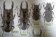 出典：stag beetles of chinaII