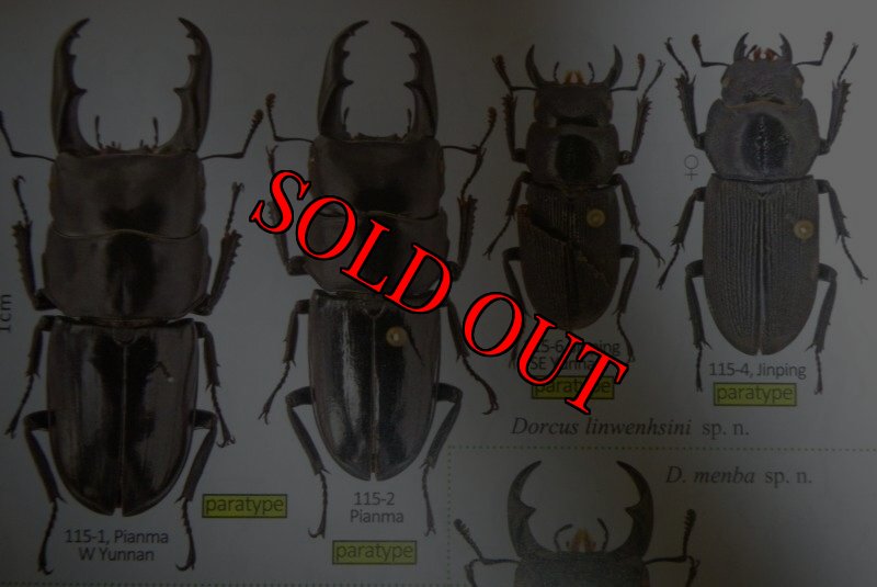 出典：stag beetles of chinaII