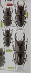 出典：stag beetles of chinaII