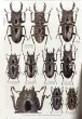 出典：Stag Beetles of ChinaIII