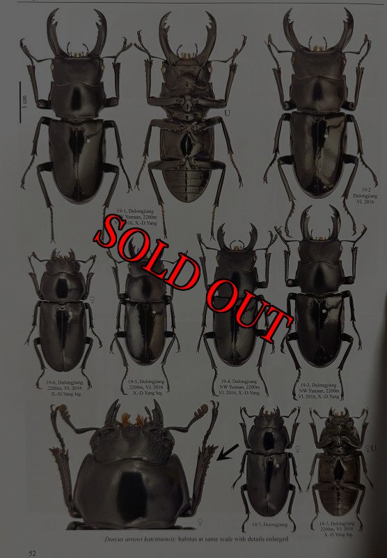 出典:Stag Beetles of ChinaIII