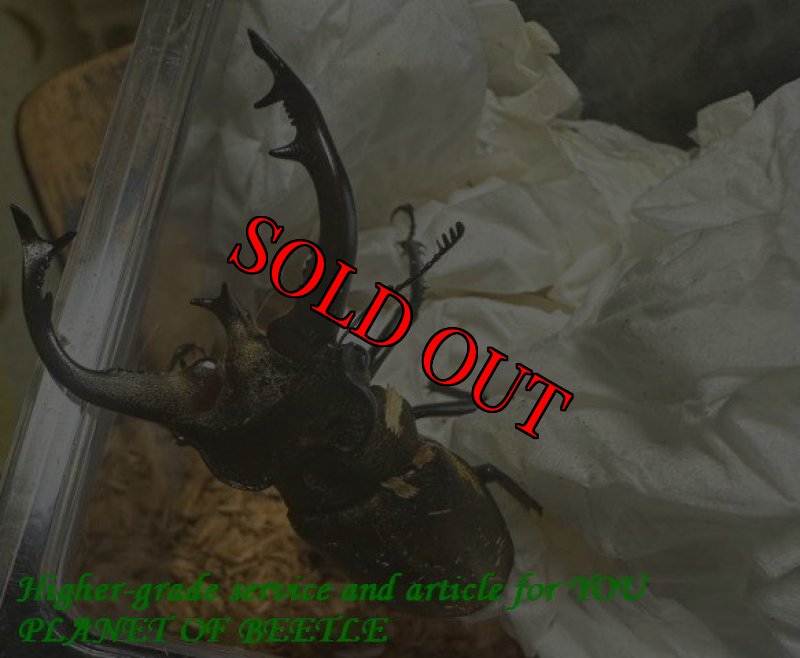 お届けする♂実物です。