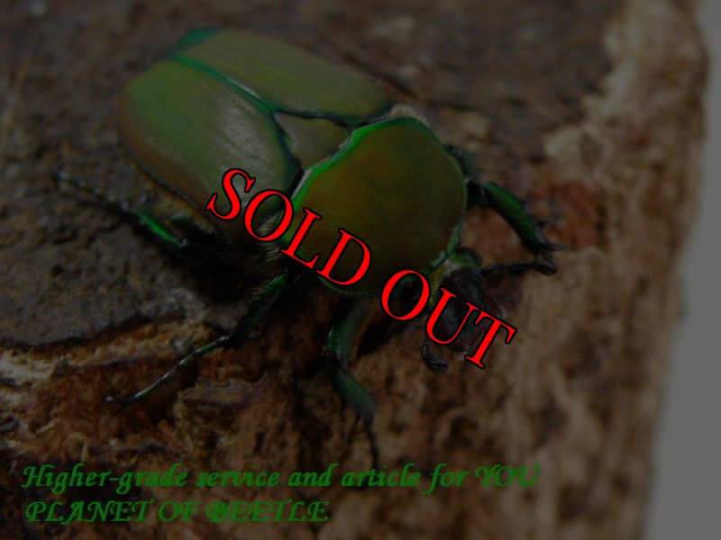 お届けする♀実物です。