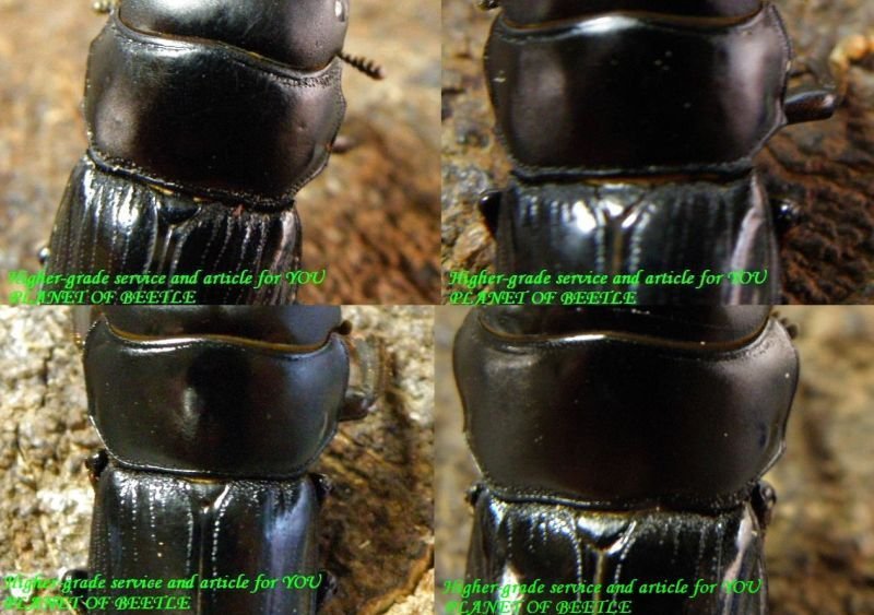 各産地♂の前胸背板比較