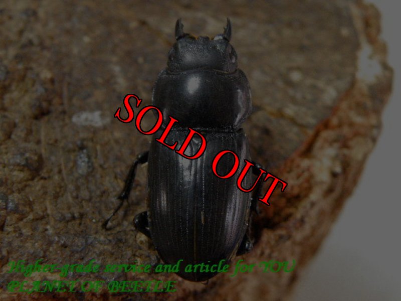 お届けする♀実物です。