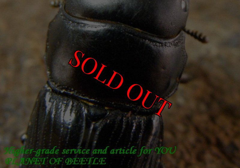 お届けする♂前胸背板実物です。