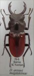 出典：stag beetles of china II