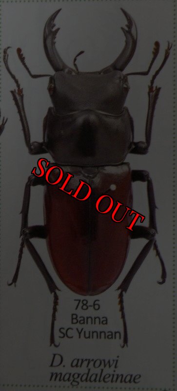 出典:stag beetles of china II