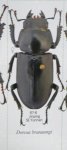 出典：Stag Beetles of ChinaII