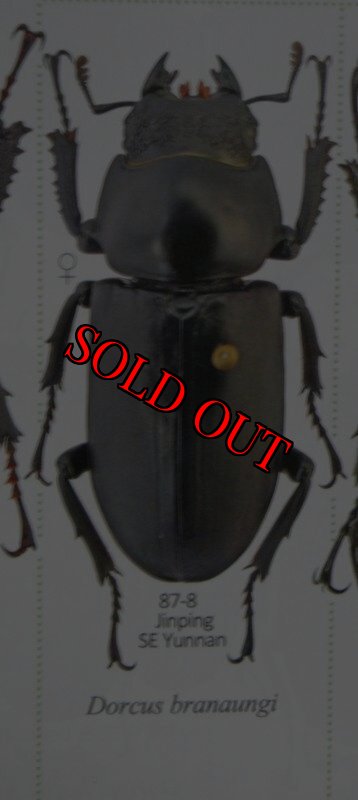 出典：Stag Beetles of ChinaII