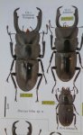 出典：Stag Beetles of ChinaII