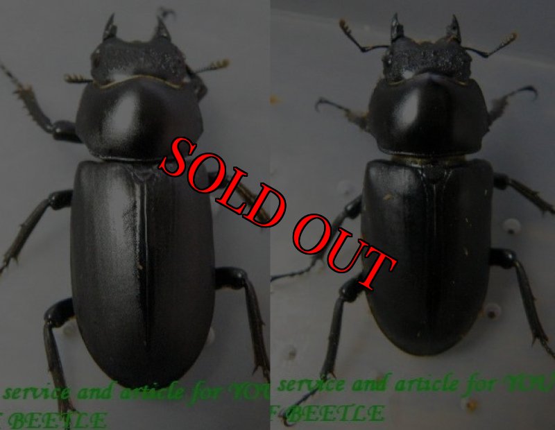 左：南東産、右：貢山産