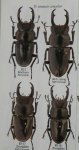 出典：Stag beetles of china II