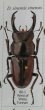 出典：Stag beetles of china II