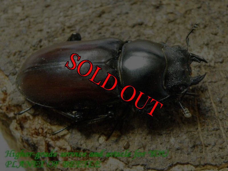 お届けする♀実物です。