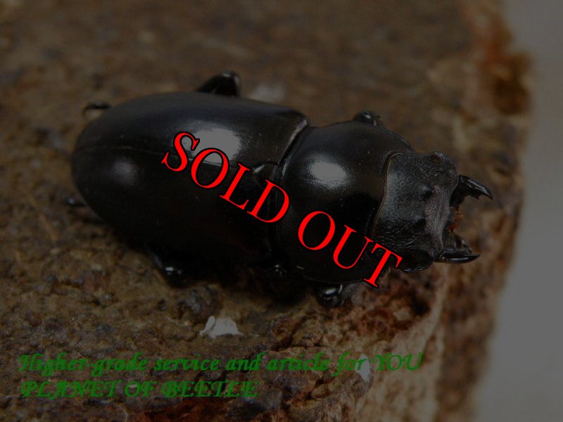 お届けする♀実物です。