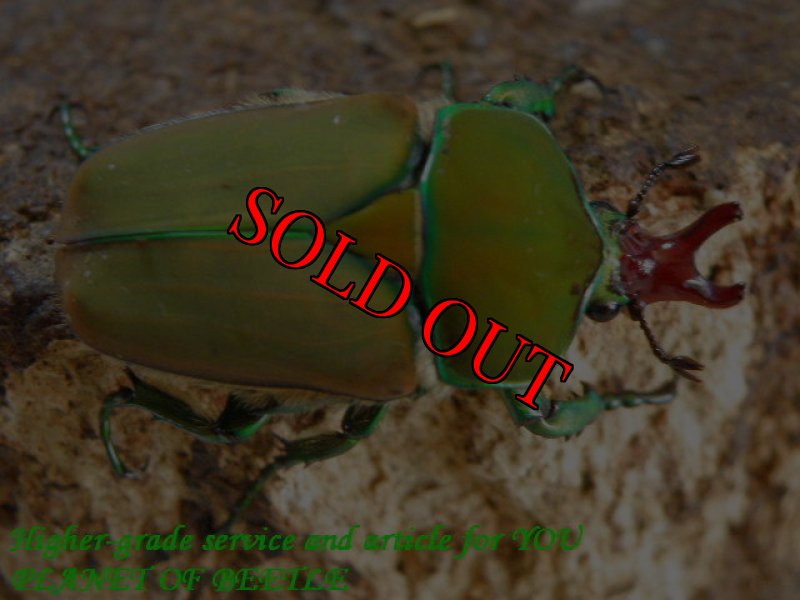 お届けする♂実物です。