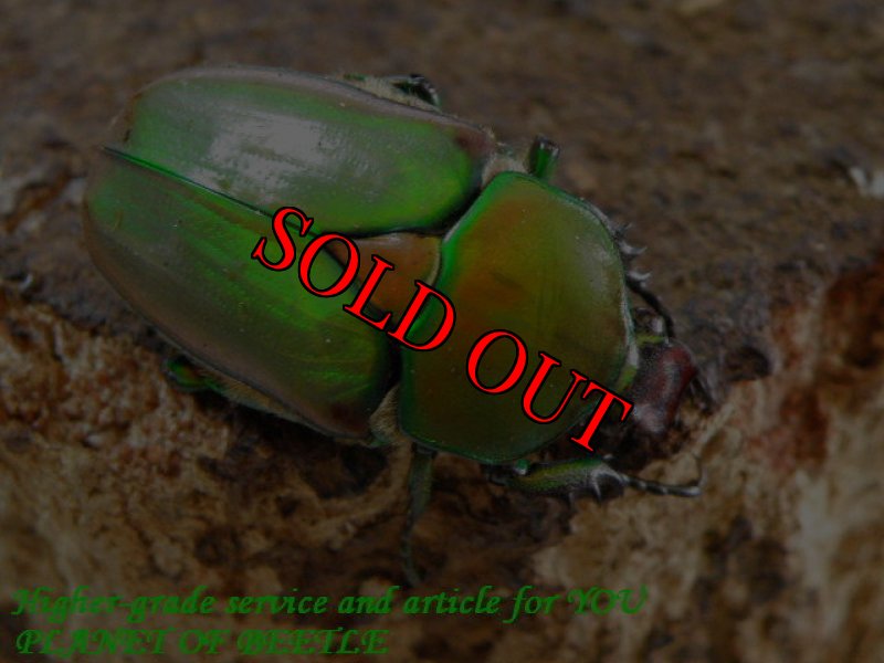 お届けする♀実物です。