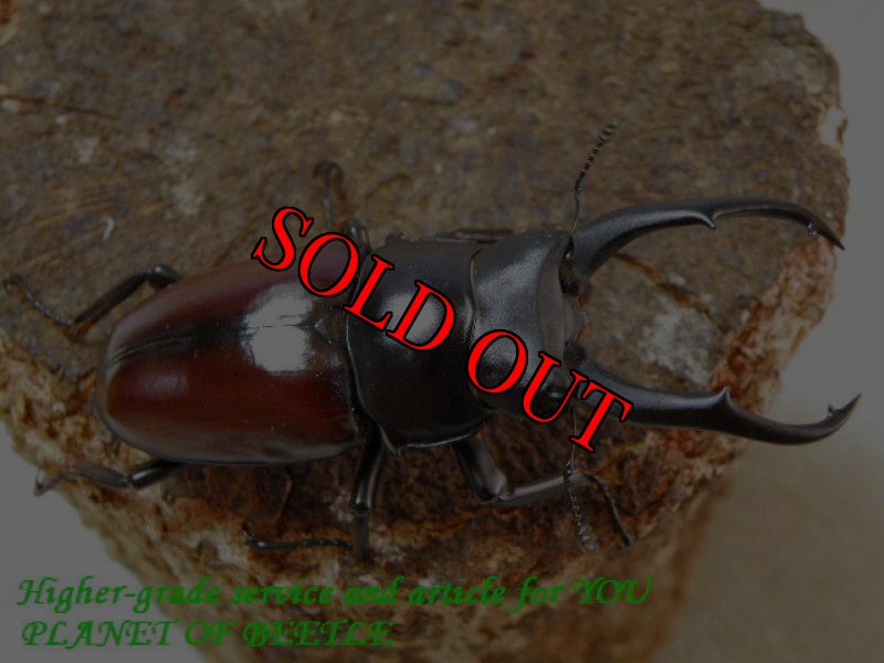 お届けする♂実物です。