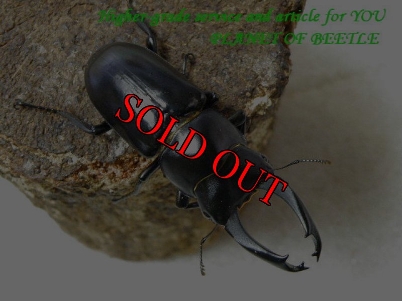 お届けする♂66mm実物です。